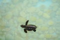 Baby sea turtle swimming under clear sea water. Royalty Free Stock Photo