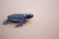 Baby Sea Turtle in the way to the sea Royalty Free Stock Photo