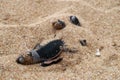 Baby sea turtles hatching on a beach in Sri Lanka