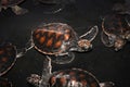 Baby sea turtles at Sea Turtles Conservation Research Project in Thailand prepared to be released into the wild Royalty Free Stock Photo