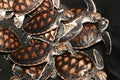 Baby sea turtles at Sea Turtles Conservation Research Project in Thailand prepared to be released into the wild Royalty Free Stock Photo