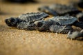 Baby sea turtles struggle for survival after hatching in Mexico