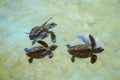 Baby sea turtles swimming and catching food Royalty Free Stock Photo