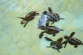 Baby sea turtles swimming and catching food Royalty Free Stock Photo