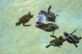 Baby sea turtles swimming and catching food Royalty Free Stock Photo