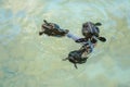 Baby sea turtles swimming and catching food Royalty Free Stock Photo