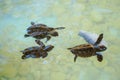 Baby sea turtles swimming and catching food Royalty Free Stock Photo