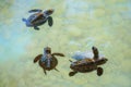 Baby sea turtles swimming and catching food Royalty Free Stock Photo