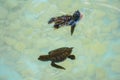 Baby sea turtles swimming and catching food Royalty Free Stock Photo