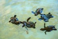 Baby sea turtles swimming and catching food Royalty Free Stock Photo