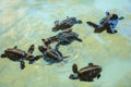 Baby sea turtles swimming and catching food Royalty Free Stock Photo