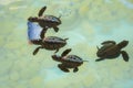 Baby sea turtles swimming and catching food Royalty Free Stock Photo