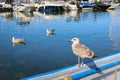 Baby seagull bird in Constanta harbor