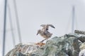 Baby seagull flapping its wings Royalty Free Stock Photo