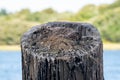 Baby Seagull in a nest Royalty Free Stock Photo