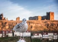 Baby Seagull at Whitby seascape in Yorkshire England UK Royalty Free Stock Photo