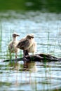 Baby seagulls