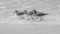 Baby Seagulls running in unison through water on the beach