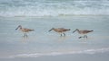 Baby Seagulls running in unison through water on the beach