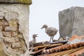 Baby seagulls on the tiled roof 2 Royalty Free Stock Photo