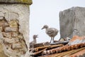 Baby seagulls on the tiled roof 2