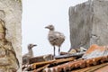 Baby seagulls on the tiled roof 1