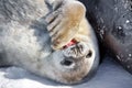 Baby seal Royalty Free Stock Photo