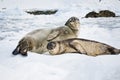 Baby seal Royalty Free Stock Photo