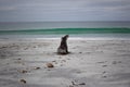 Baby seal approaching the sea