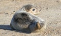 Seal Baby on the Beach