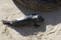 Baby seal on a beach Royalty Free Stock Photo