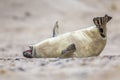 baby seal bent of laughter Royalty Free Stock Photo