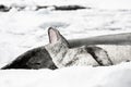 Baby seal Royalty Free Stock Photo