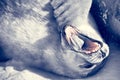 Baby seal Royalty Free Stock Photo