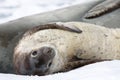 Baby seal Royalty Free Stock Photo