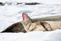 Baby seal Royalty Free Stock Photo