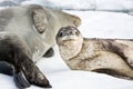 Baby seal Royalty Free Stock Photo