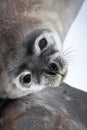 Baby seal close to mom Royalty Free Stock Photo