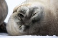 Baby seal close to mom Royalty Free Stock Photo