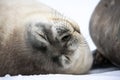 Baby seal close to mom Royalty Free Stock Photo