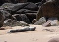 Baby Seal Getting Some Sun.