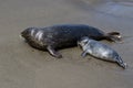 Baby seal and his mother