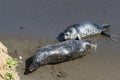 Baby seal and its mother Royalty Free Stock Photo