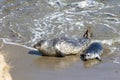 Baby seal and its mother Royalty Free Stock Photo