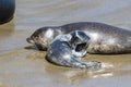 Baby seal and its mother Royalty Free Stock Photo