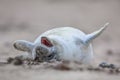 baby seal laughing out loud Royalty Free Stock Photo