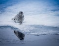 Baby seal looks for danger