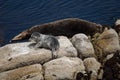 Baby Seal and mother Royalty Free Stock Photo