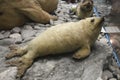 baby seal at the Natural History Museum