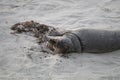 Baby Seal with paw outstretched at Children\'s Pool Beach - Pacific Harbor Seal